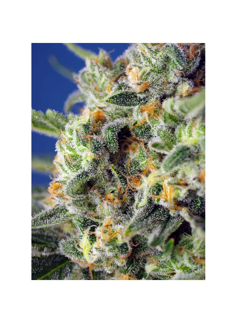 Sweet Pure CBD, Фасовка: 3+1, изображение 2